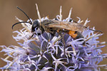 Heuschrecken-Sandwespe Sphex funerarius