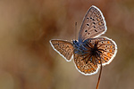 Hauhechel-Bläuling Polyommatus icarus