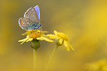 Hauhechel-Bläuling Polyommatus icarus