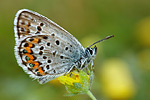 Argus-Bläuling Plebejus argus