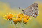 Blauer Eichenzipfelfalter Neozephyrus quercus