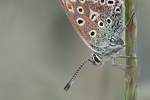 Hauhechel-Bläuling Polyommatus icarus