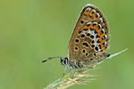 Argus-Bläuling Plebejus argus