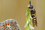 Hauhechel-Bläuling Polyommatus icarus