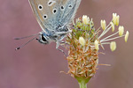 Hauhechel-Bläuling Polyommatus icarus