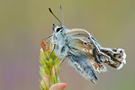 Silbergrüner Bläuling Polyommatus coridon