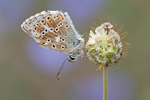 Silbergrüner Bläuling Polyommatus coridon