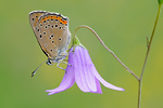 Lilagold-Feuerfalter Lycaena hippothoe