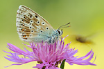 Silbergrüner Bläuling Polyommatus coridon