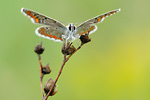 Kleiner Sonnenröschenbläuling Aricia agestis