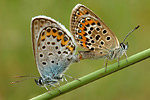 Argus-Bläuling Plebejus argus