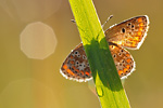 Kleiner Sonnenröschenbläuling Aricia agestis