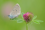 Rotklee-Bläuling Polyommatus semiargus