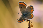 Kleiner Sonnenröschenbläuling Aricia agestis