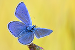 Hauhechel-Bläuling Polyommatus icarus