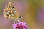 Silbergrüner Bläuling Polyommatus coridon