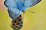 Silbergrüner Bläuling Polyommatus coridon