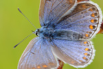 Hauhechel-Bläuling Polyommatus icarus