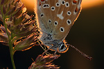 Himmelblauer Bläuling Polyommatus bellargus