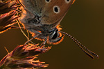 Himmelblauer Bläuling Polyommatus bellargus