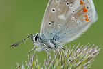 Wundklee-Bläuling Polyommatus dorylas