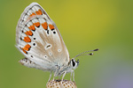 Kleiner Sonnenröschenbläuling Aricia agestis