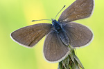 Rotklee-Bläuling Polyommatus semiargus