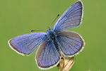 Rotklee-Bläuling Polyommatus semiargus