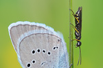 Rotklee-Bläuling Polyommatus semiargus