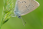 Rotklee-Bläuling Polyommatus semiargus