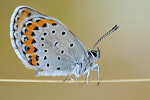 Kronwicken-Bläuling Plebejus argyrognomon