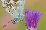 Silbergrüner Bläuling Polyommatus coridon