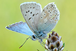 Silbergrüner Bläuling Polyommatus coridon