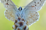 Silbergrüner Bläuling Polyommatus coridon