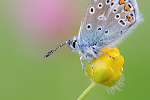 Hauhechel-Bläuling Polyommatus icarus