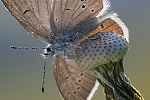Rotklee-Bläuling Polyommatus semiargus