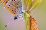 Blauschillernder Feuerfalter Lycaena helle