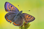 Blauschillernder Feuerfalter Lycaena helle