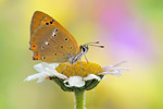 Dukatenfalter Lycaena virgaureae