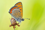 Blauschillernder Feuerfalter Lycaena helle