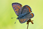 Blauschillernder Feuerfalter Lycaena helle