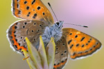 Blauschillernder Feuerfalter Lycaena helle