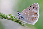 Wundklee-Bläuling Polyommatus dorylas