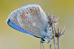 Wundklee-Bläuling Polyommatus dorylas