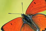 Großer Feuerfalter Lycaena dispar