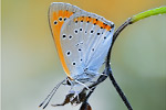 Großer Feuerfalter Lycaena dispar