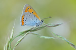 Großer Feuerfalter Lycaena dispar