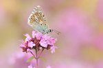 Silbergrüner Bläuling Polyommatus coridon