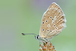 Zahnflügel-Bläuling Polyommatus daphnis