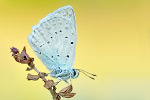 Zahnflügel-Bläuling Polyommatus daphnis